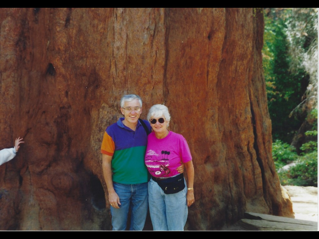 B230 Giant Sequoia